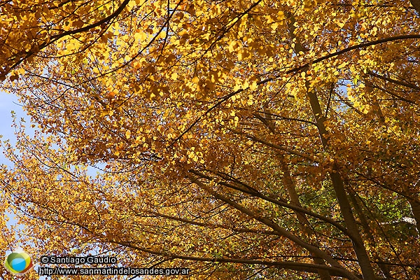 Foto Álamos en otoño (Santiago Gaudio)