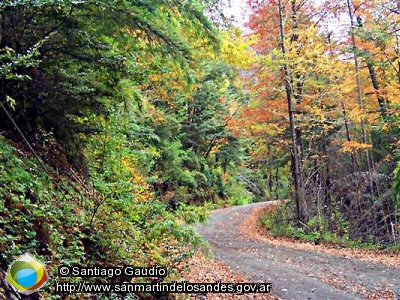 Foto Camino otoñal (Santiago Gaudio)