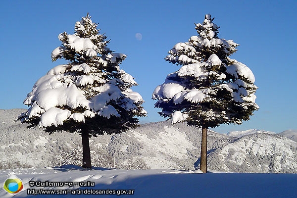 Foto Pinos nevados (Guillermo Hermosilla)