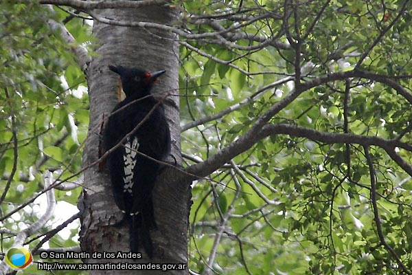 Foto Pájaro Carpintero (San Martín de los Andes)