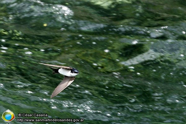 Foto Golondrina (César Cassina)