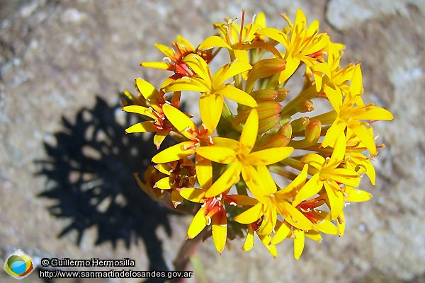 Foto Flor silvestre (Guillermo Hermosilla)