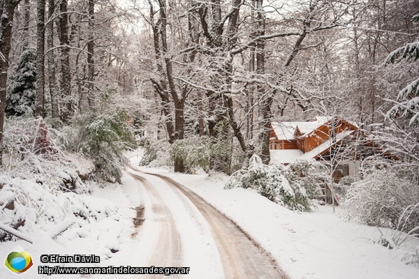 Foto Bosque nevado (Efrain Dávila)