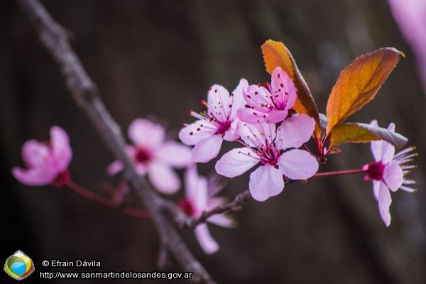 Foto Primavera (Efrain Dávila)