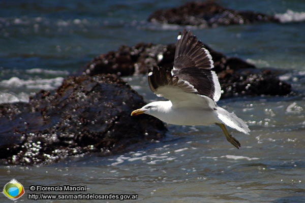 Foto Gaviota cocinera (Florencia Mancini)