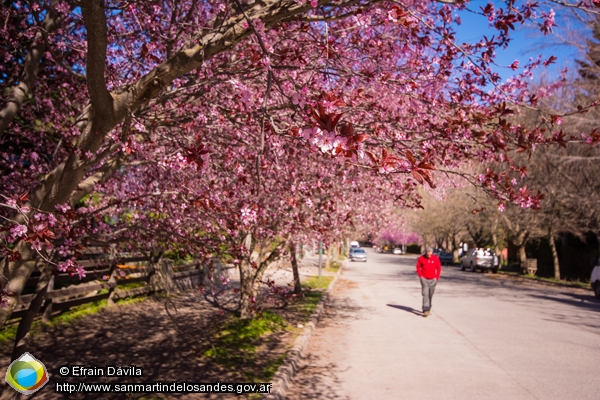 Foto Primavera en San Martín de los Andes (Efrain Dávila)