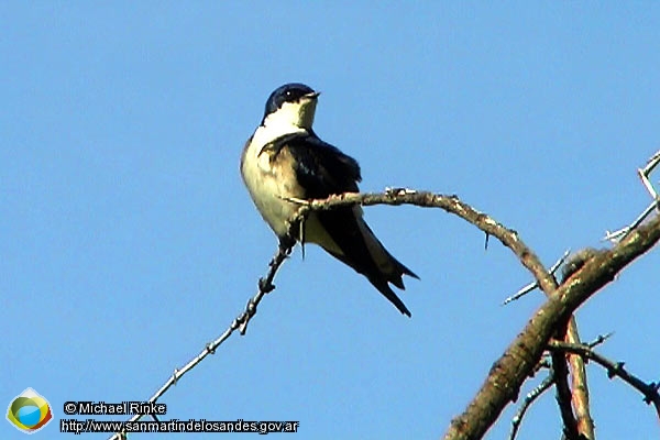 Foto Golondrina ()