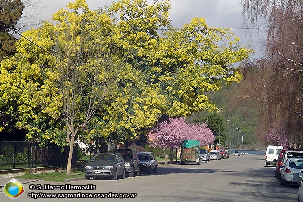 Foto Primavera en el casco urbano (Guillermo Hermosilla)