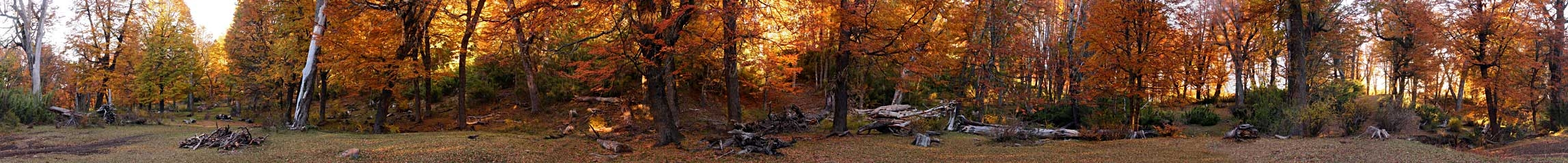 Panorámica 360º Bosque de lengas (Santiago Gaudio)