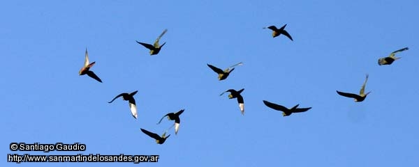 Foto Avistaje de aves (Santiago Gaudio)