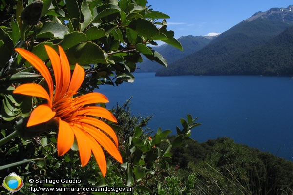 Foto Mutisia reina (Santiago Gaudio)