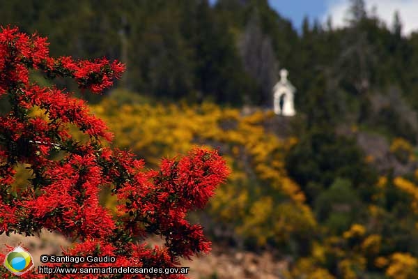 Foto Flor de notro (Santiago Gaudio)