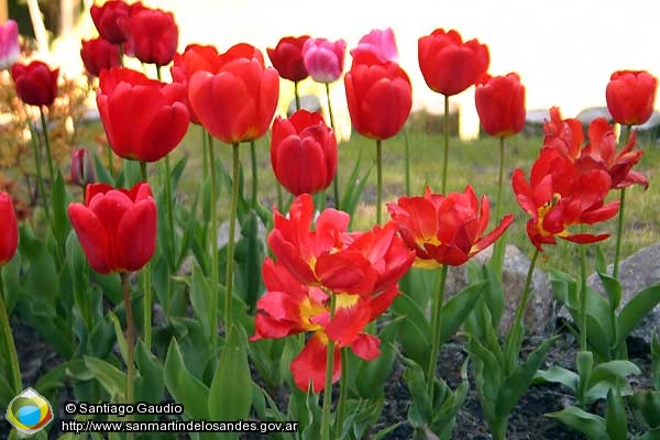 Foto Tulipanes (Santiago Gaudio)