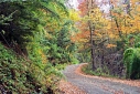 Foto Camino otoñal (Santiago Gaudio)