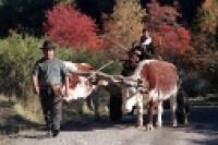 Foto Catango mapuche (Ezequiel Scagnetti)