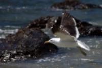 Foto Gaviota cocinera (Santiago Gaudio)