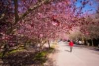 Foto Primavera en San Martín de los Andes (Efrain Dávila)