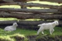 Foto Cabras (Santiago Gaudio)