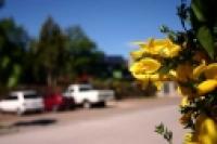 Foto Flor de la retama (Santiago Gaudio)