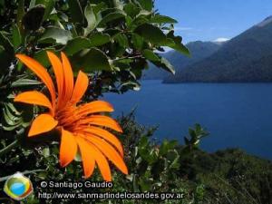 Foto Mutisia (Santiago Gaudio)